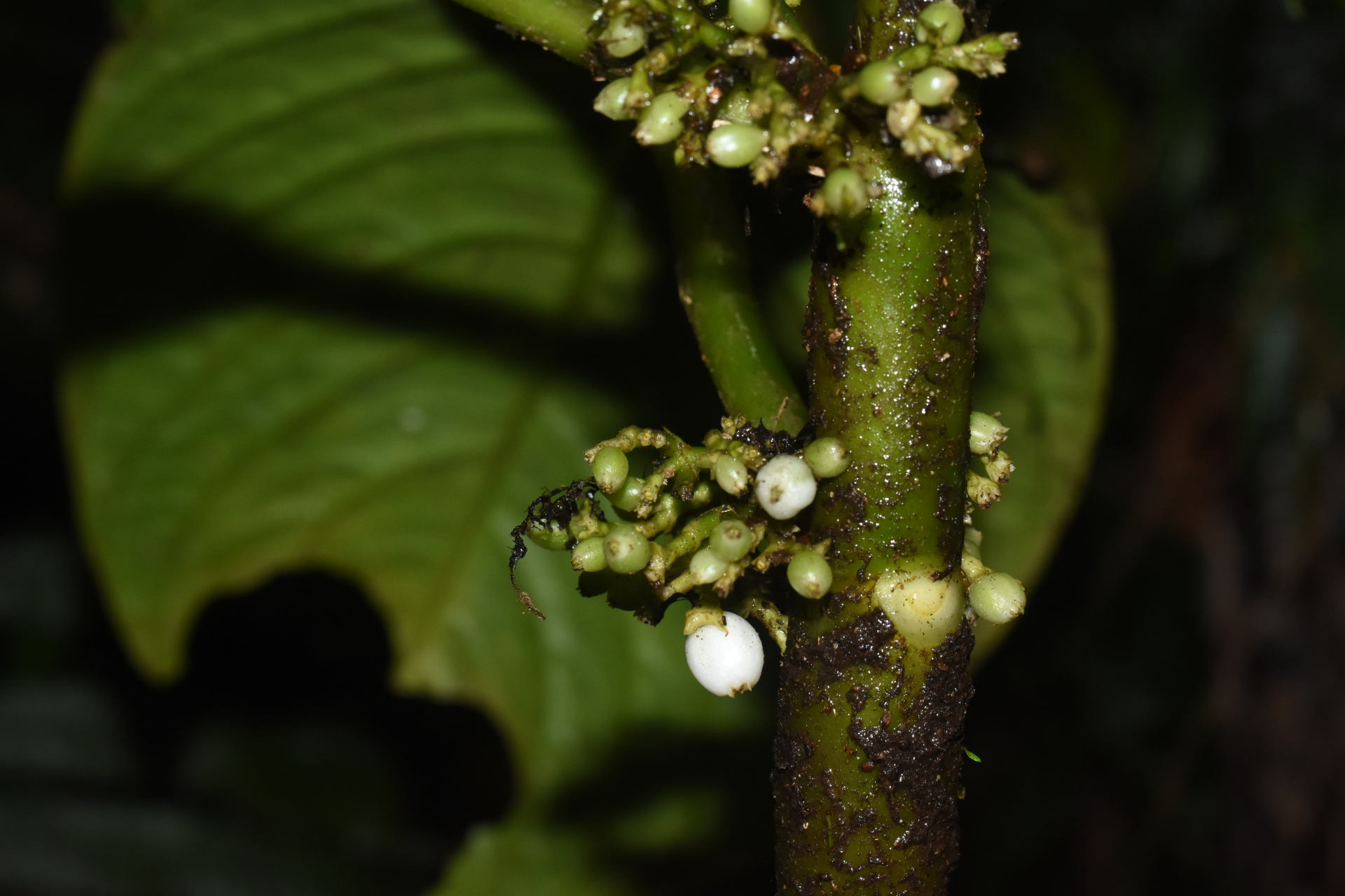 Notopleura discolor (Griseb.) C.M.Taylor - Photo Bivouac Naturaliste